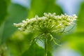 Side View of a Queen AnneÃ¢â¬â¢s Lace Royalty Free Stock Photo